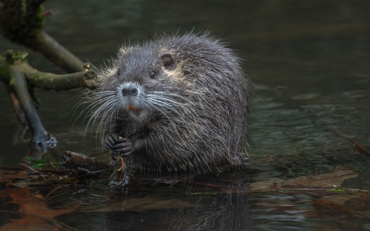 Черная нутрия в воде