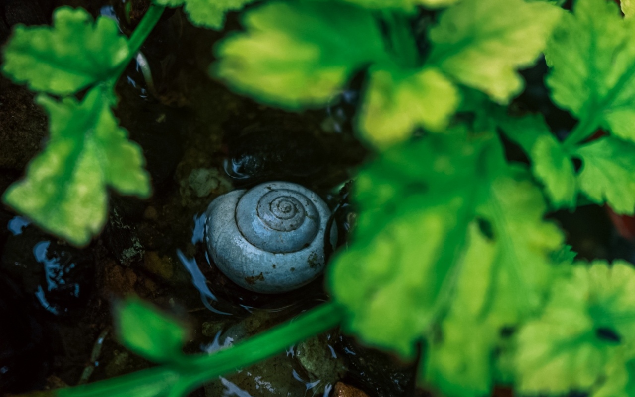 Ракушка садовой улитки на мокрой земле