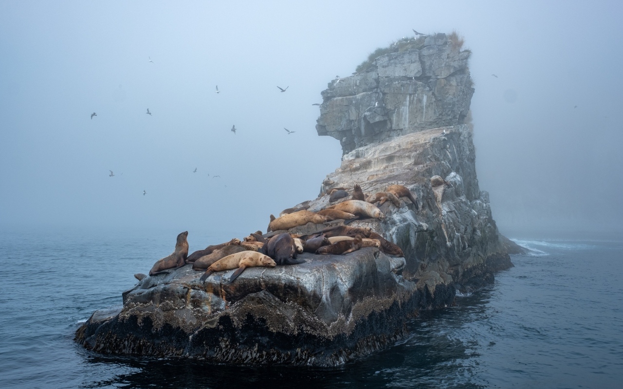 Морские котики отдыхают на камне в море