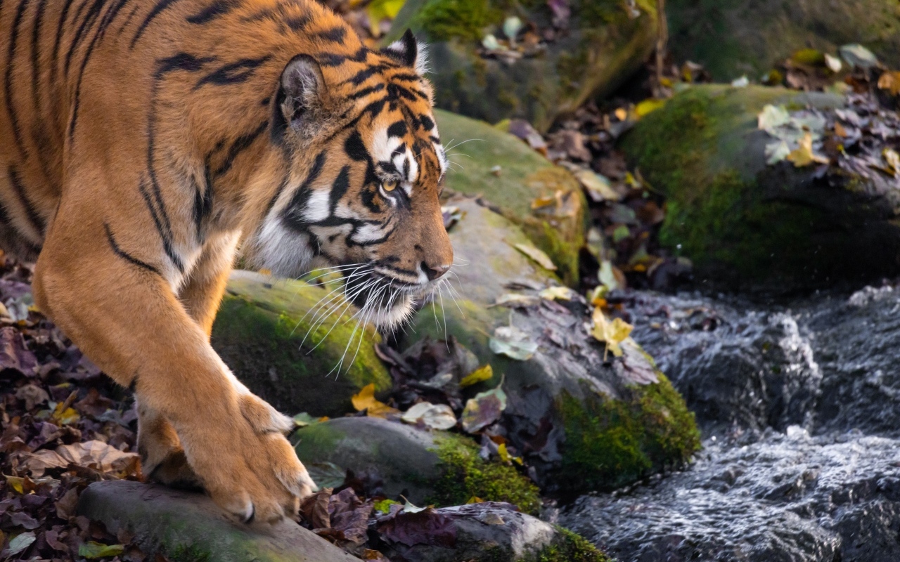Большой полосатый тигр идет к воде