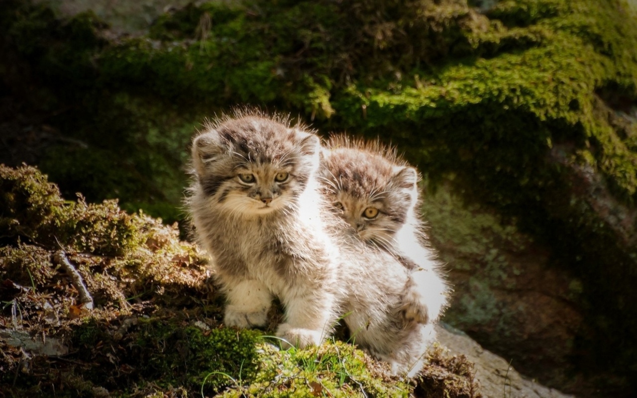 Два маленьких манула на камне в лесу