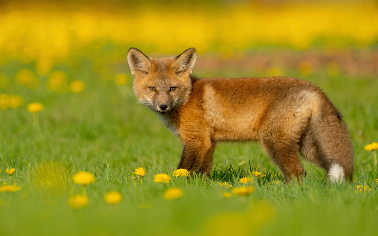 Little fox on the grass with dandelions