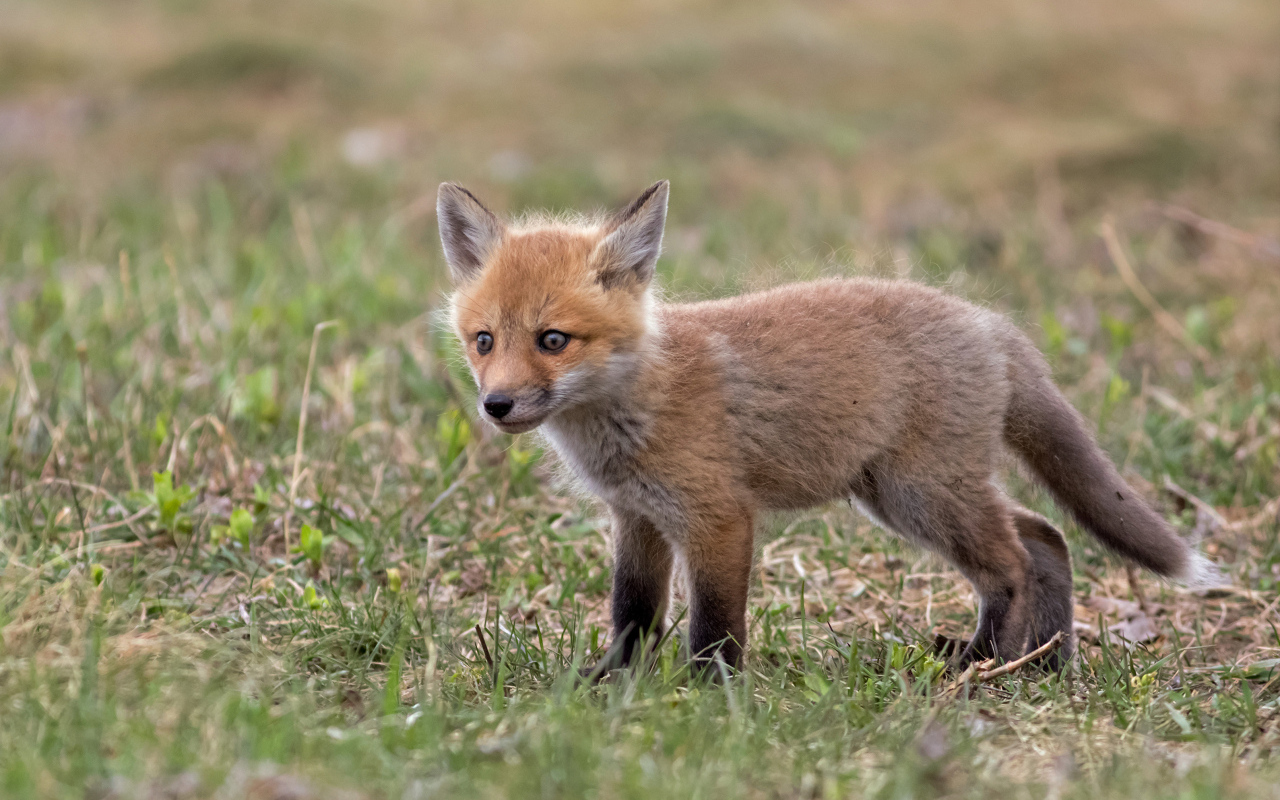 Little frightened fox on the grass