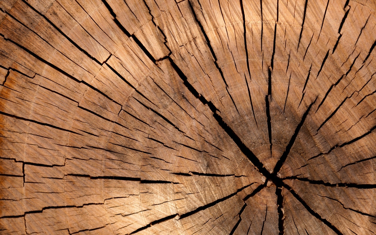 Спил дерева для фона