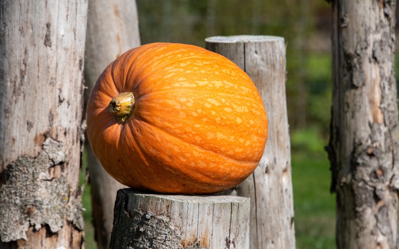 Большая оранжевая тыква лежит на деревянном пне