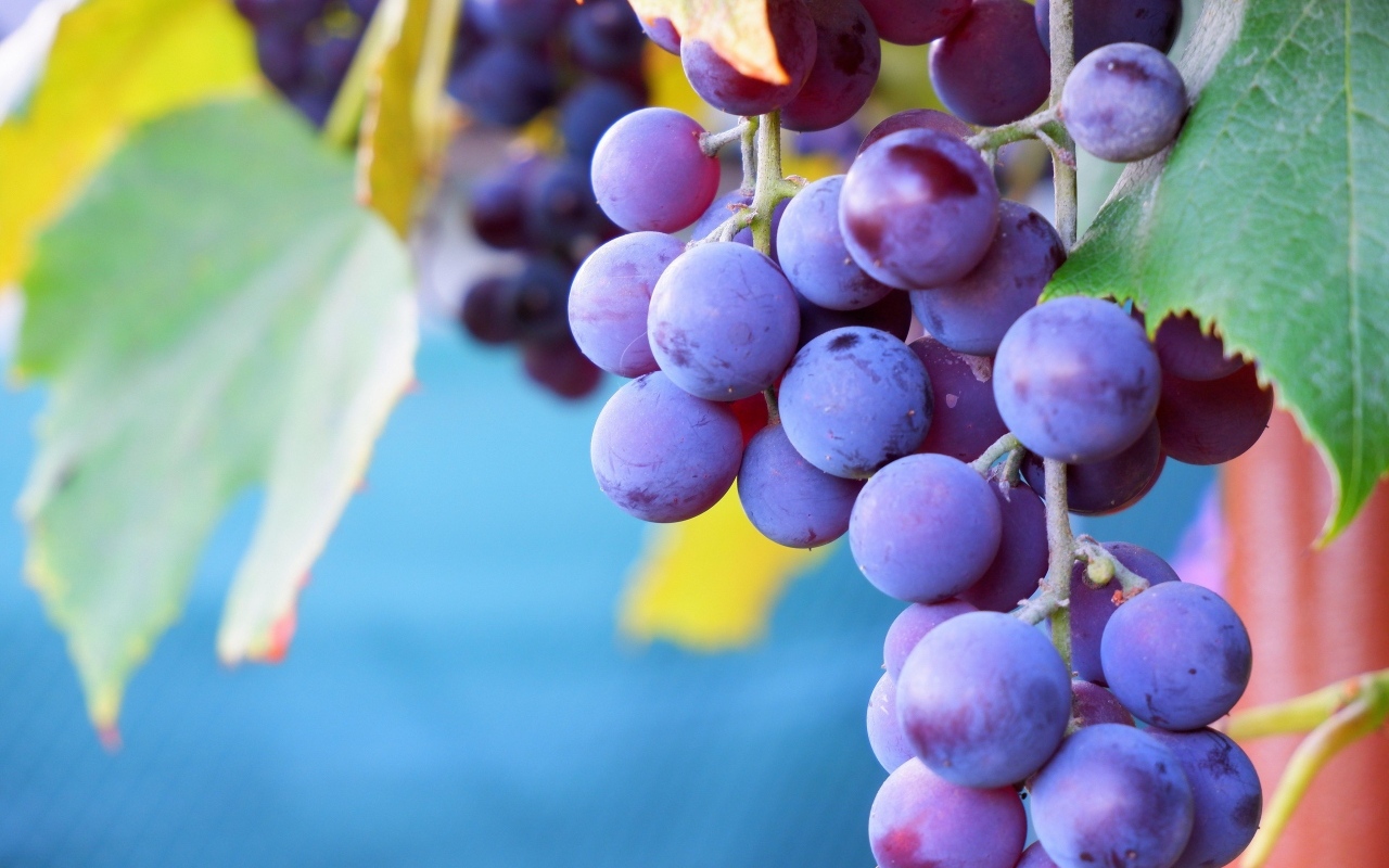 Розовый сладкий виноград крупным планом