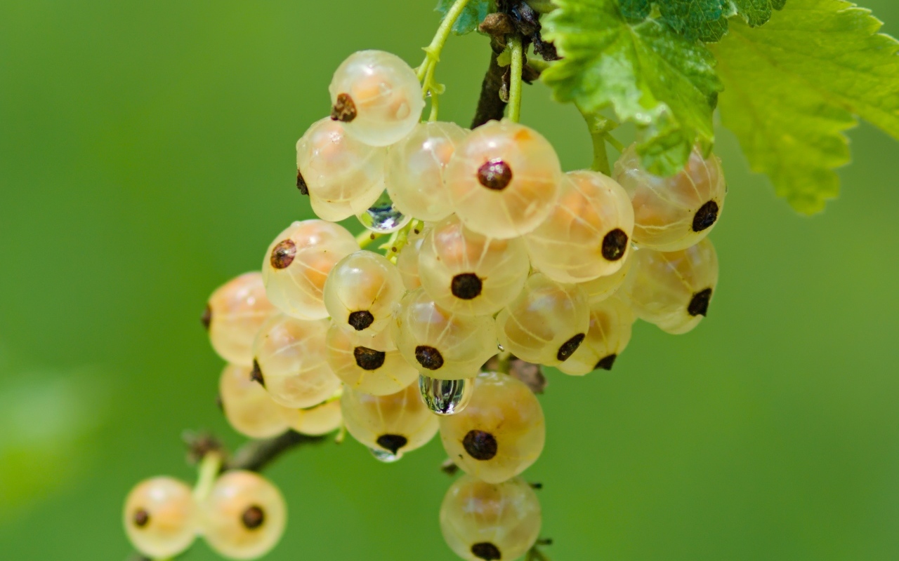 Желтая смородина на ветке крупным планом