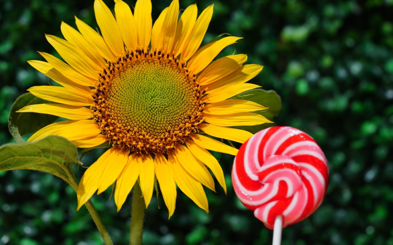 Конфета на палочке  с цветком подсолнуха