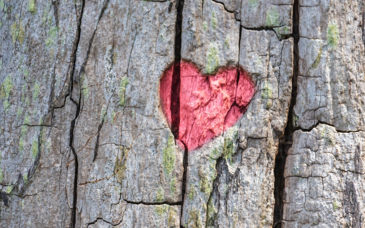 Красное сердце на коре дерева