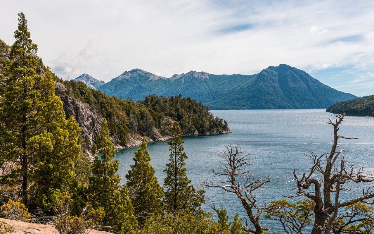 Высокие сосны растут на утесе у озера