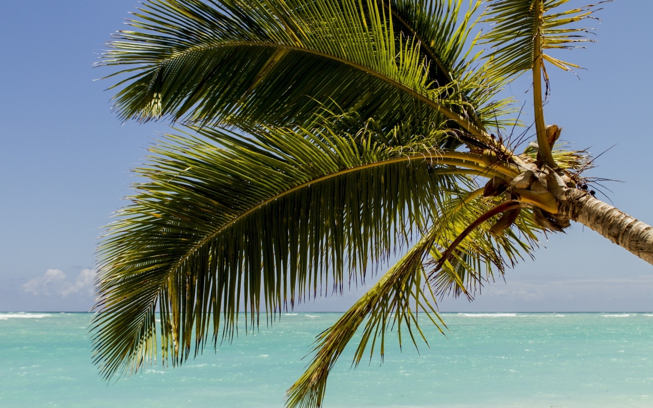 Большие зеленые листья пальмы у океана