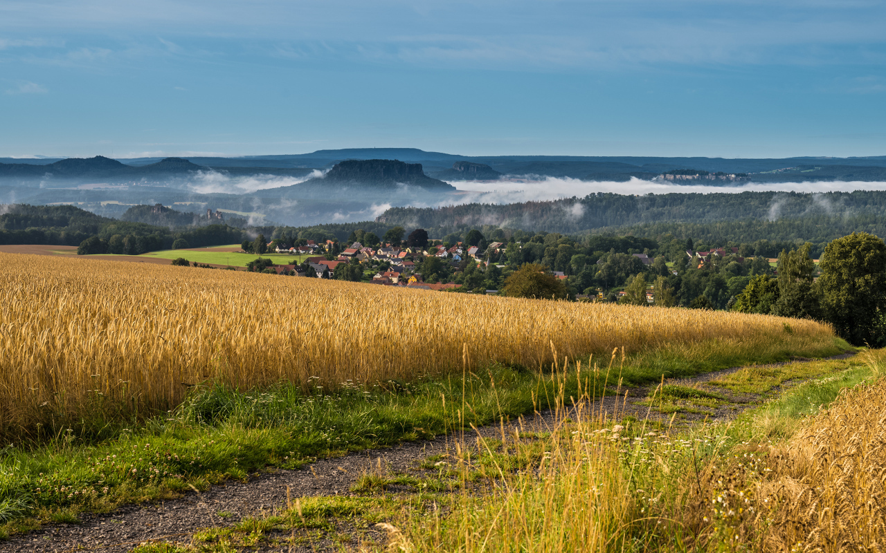 Туман над городом у поля с пшеницей 