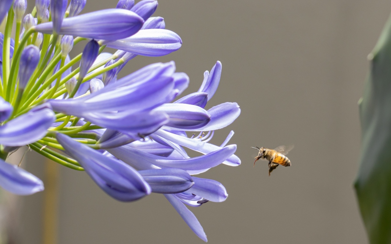 Пчела летит к цветам африканской лилии 