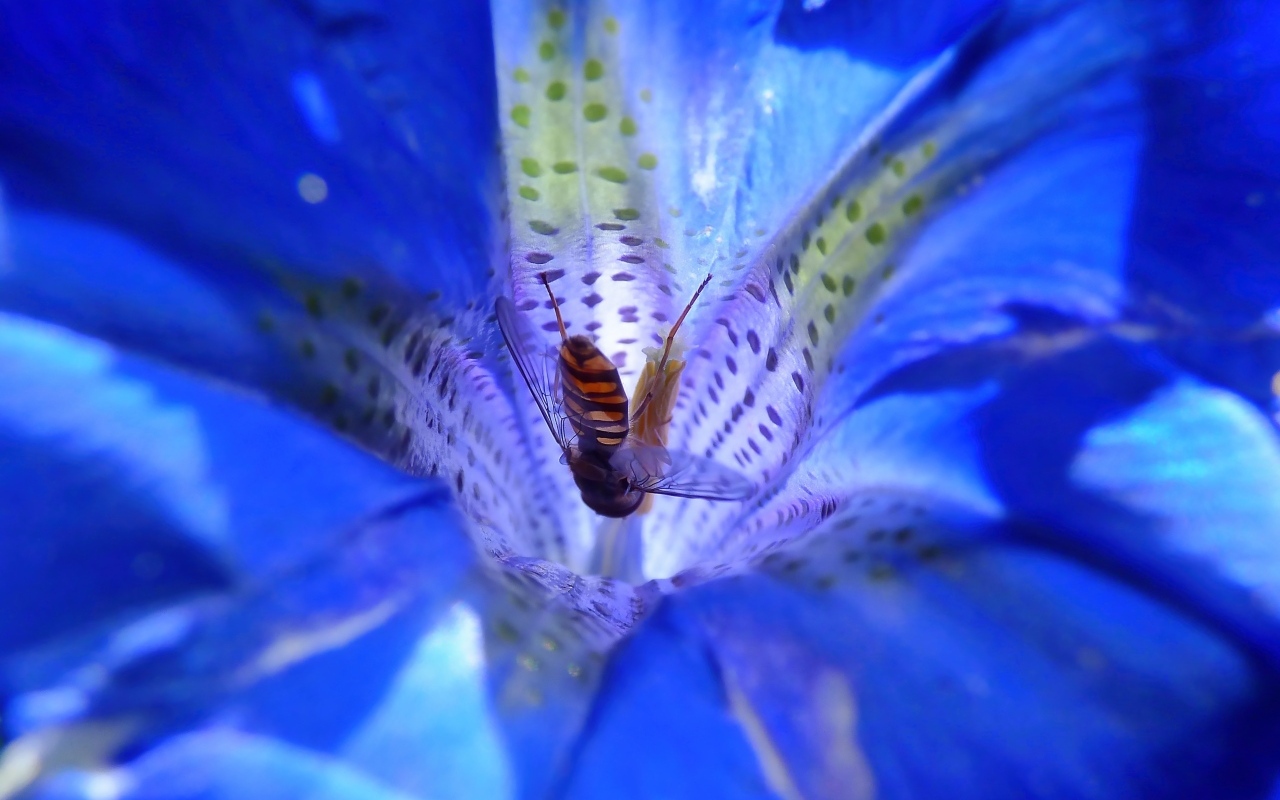 Пчела опыляет цветок горечавки