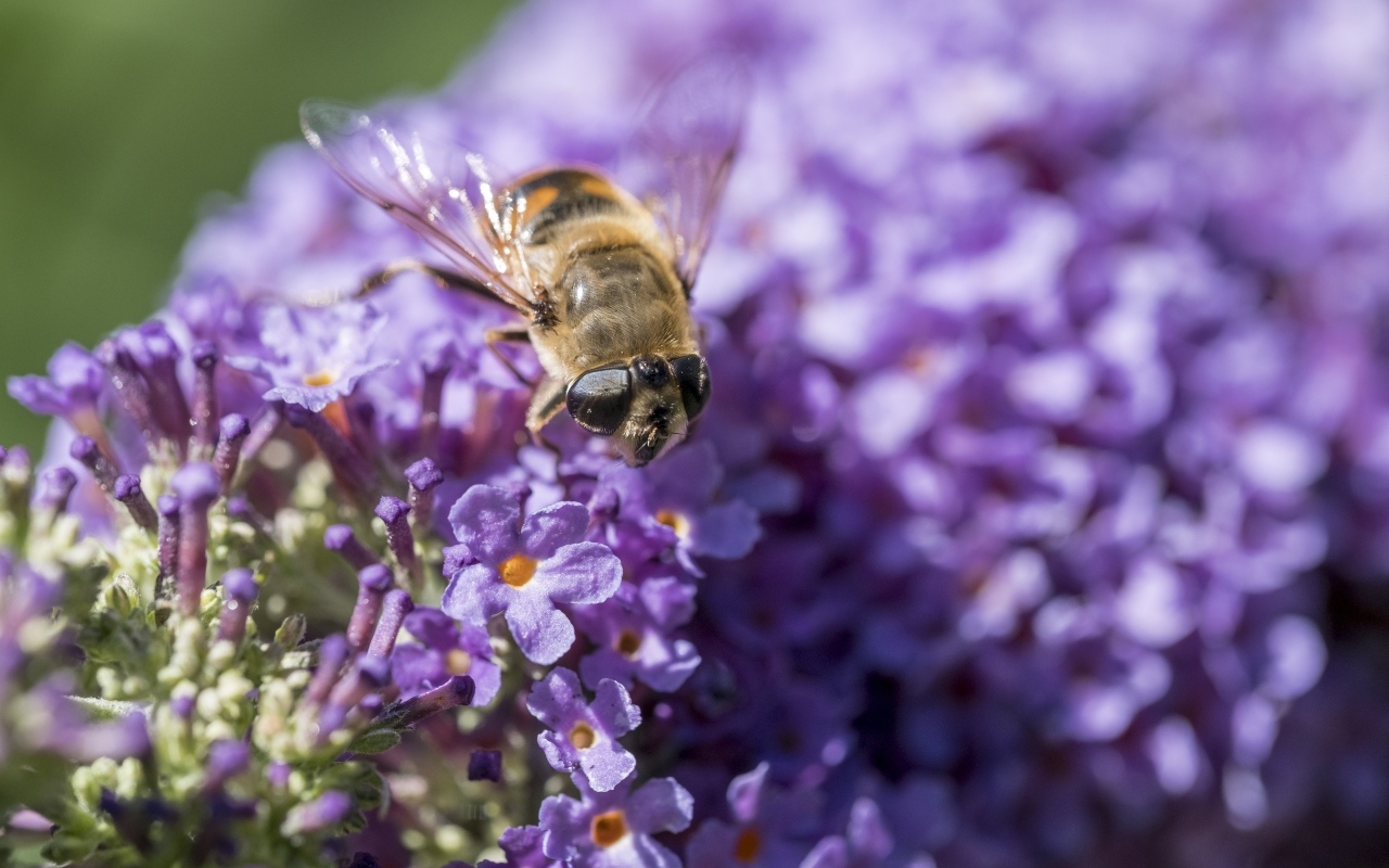 Пчела сидит на цветах сирени