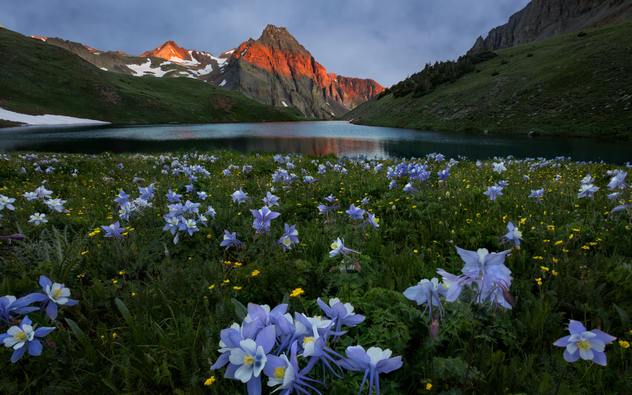 Красивые голубые цветы на фоне гор