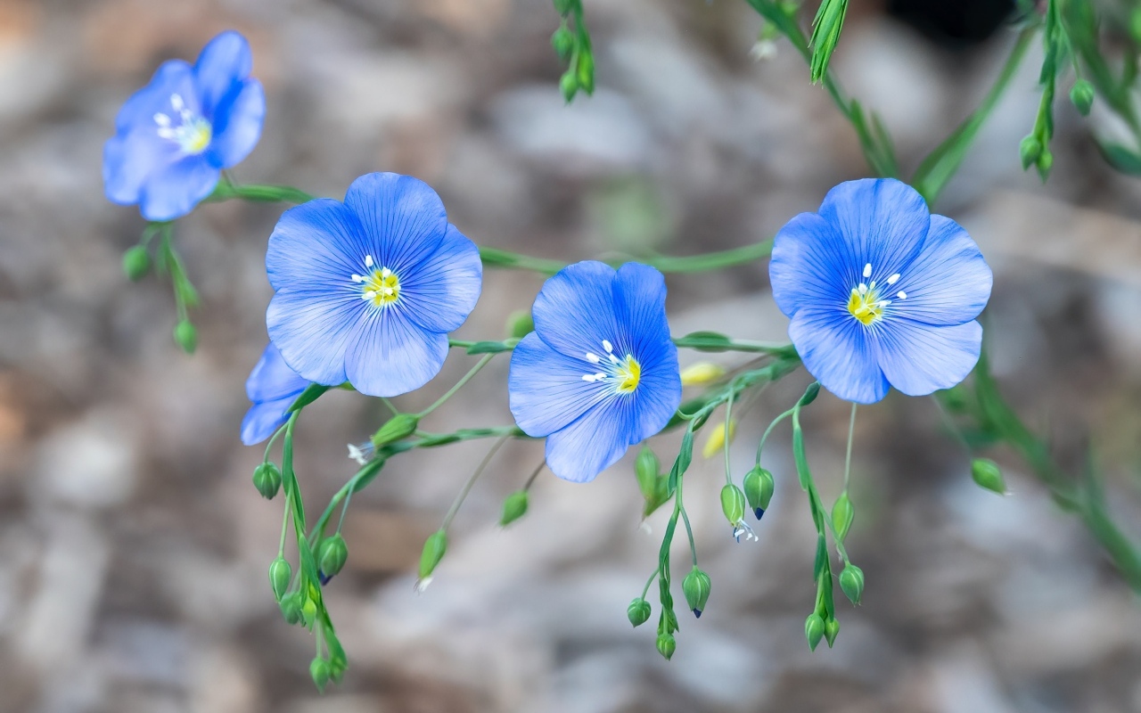 Красивые синие цветы незабудки вблизи