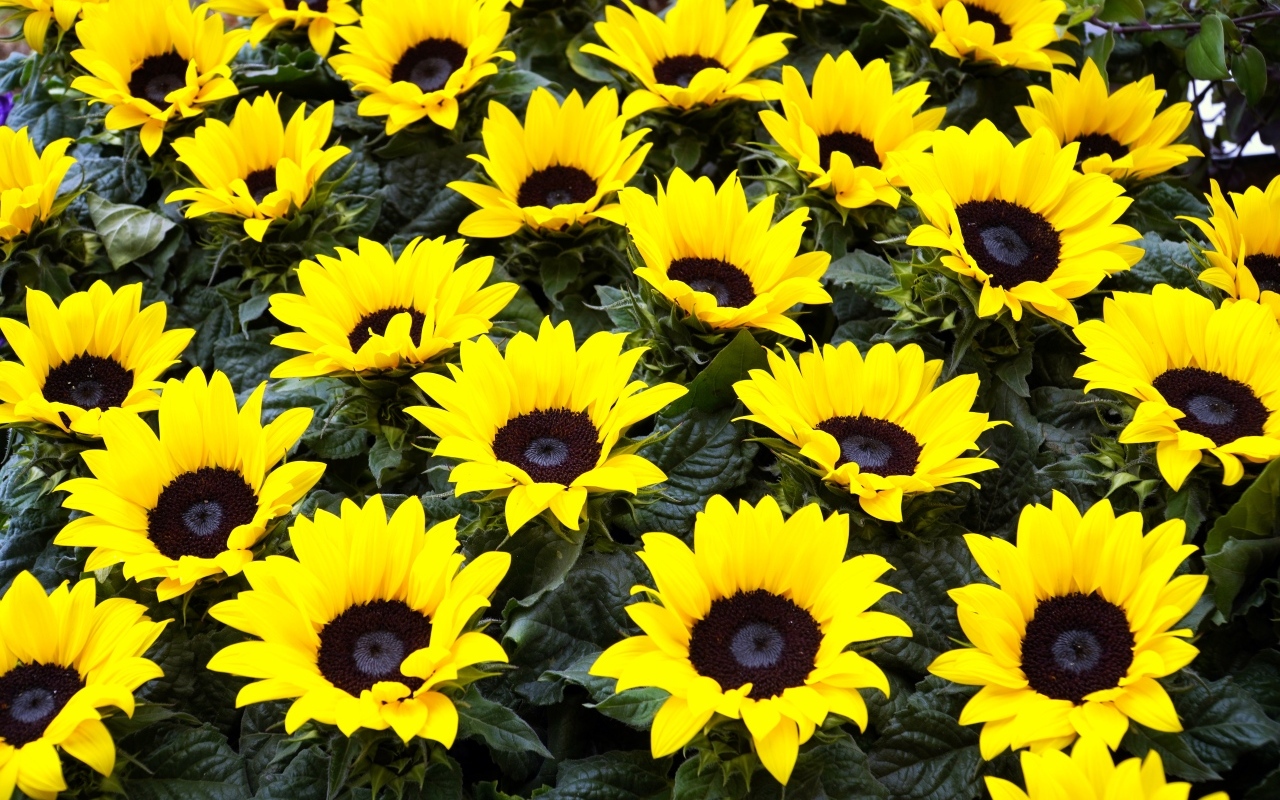 Красивые декоративные цветы подсолнухи