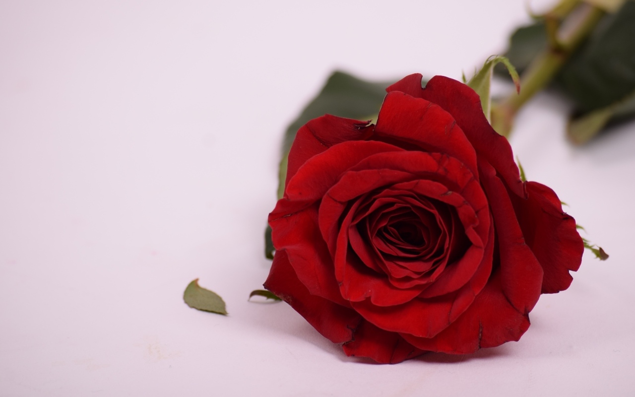 Красивая ароматная красная роза на сером фоне