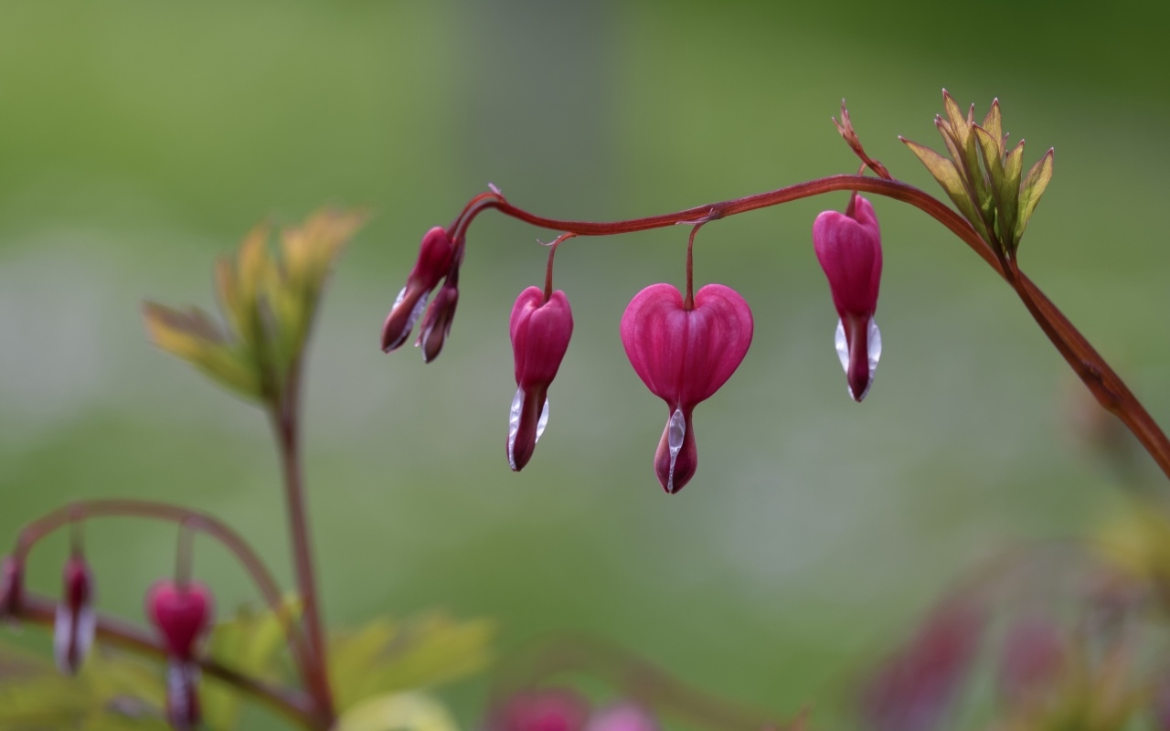 Красивые цветы фуксии крупным планом