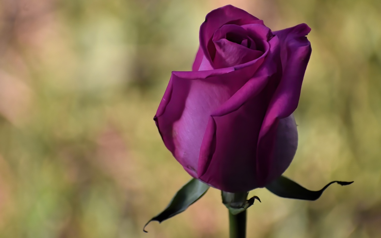 Красивая роза цвета фуксии 