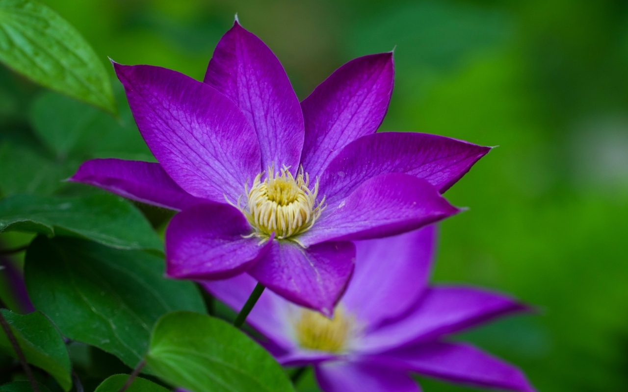 Красивые садовые клематисы вблизи