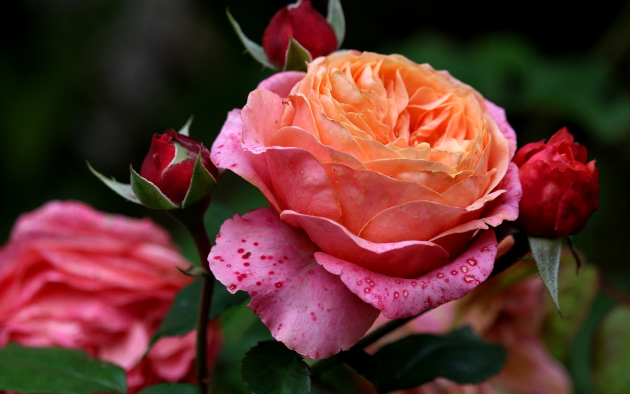 Красивая садовая розовая роза с бутонами