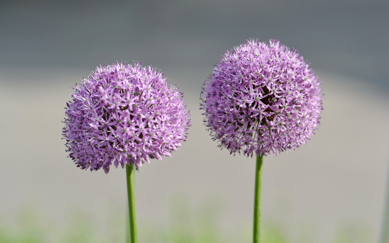 Красивые сиреневые шарики цветка Аллиум
