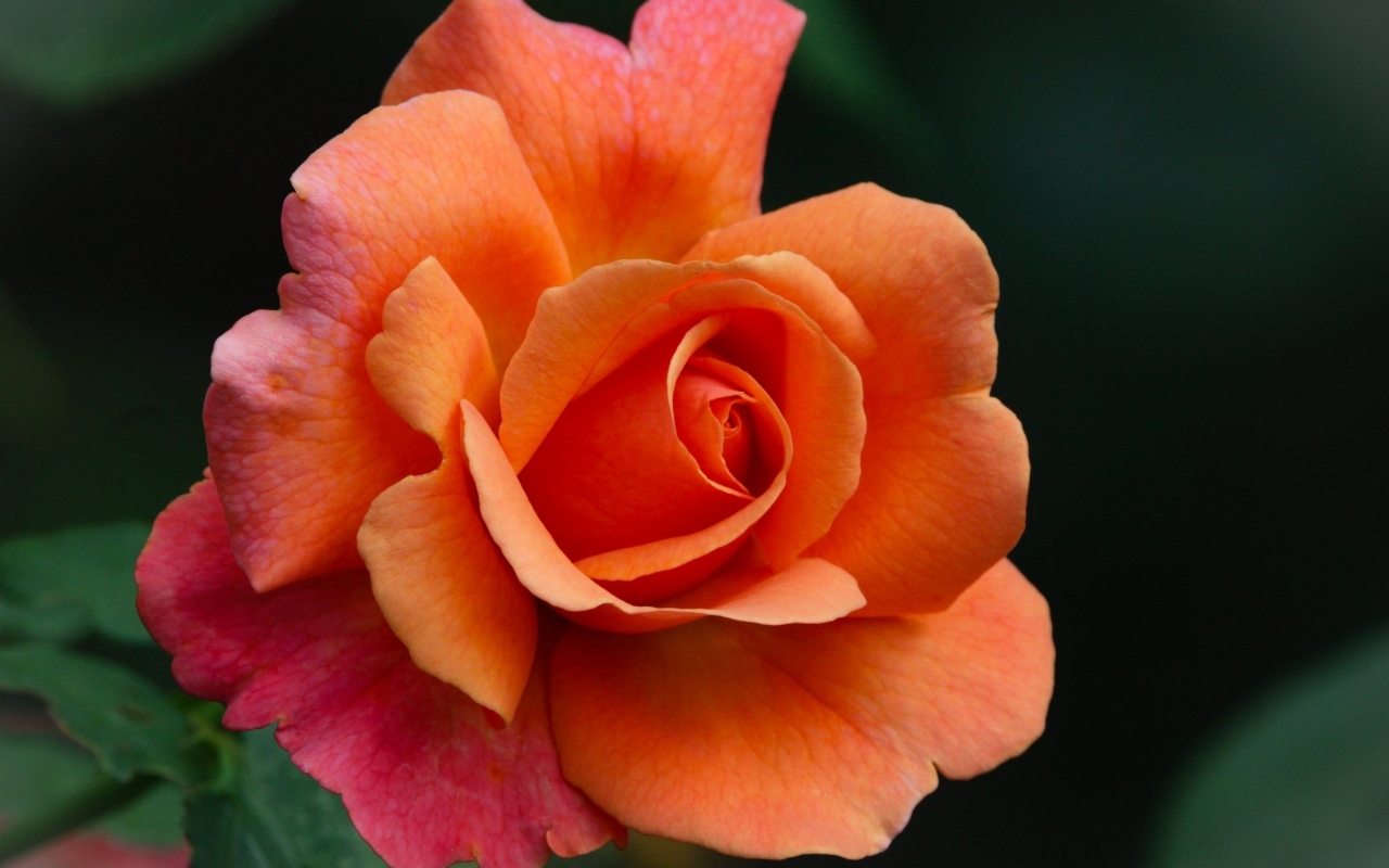 Красивый оранжевый цветок розы на клумбе