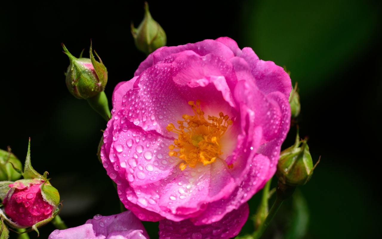 Красивая парковая роза с бутонами в каплях воды