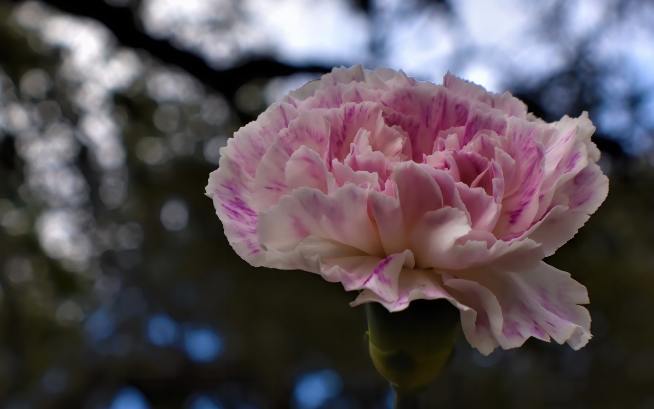 Красивая розовая гвоздика крупным планом