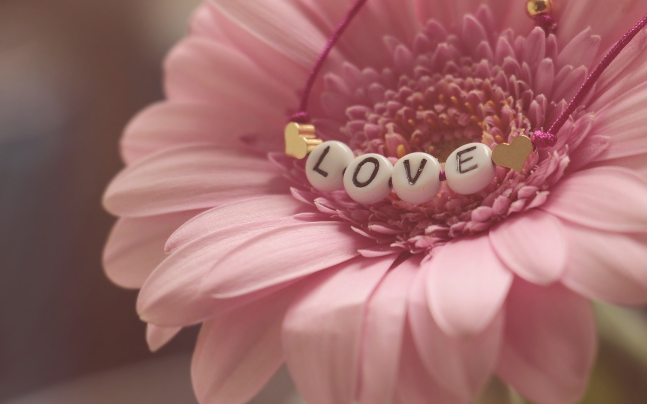 Красивая розовая гербера с надписью любовь