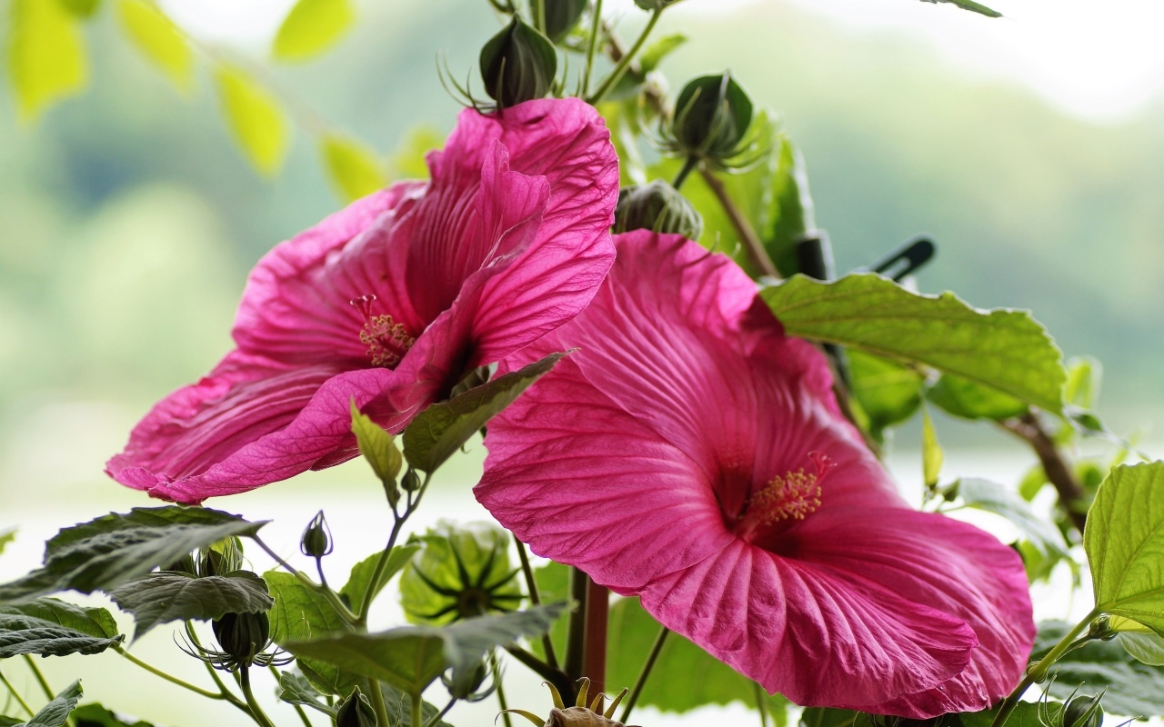 Красивый розовый цветок гибискуса