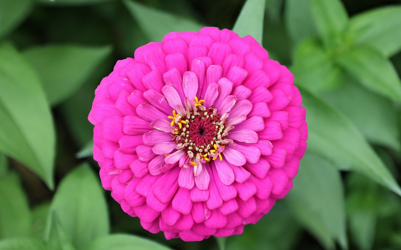 Красивый розовый пышный цветок цинния