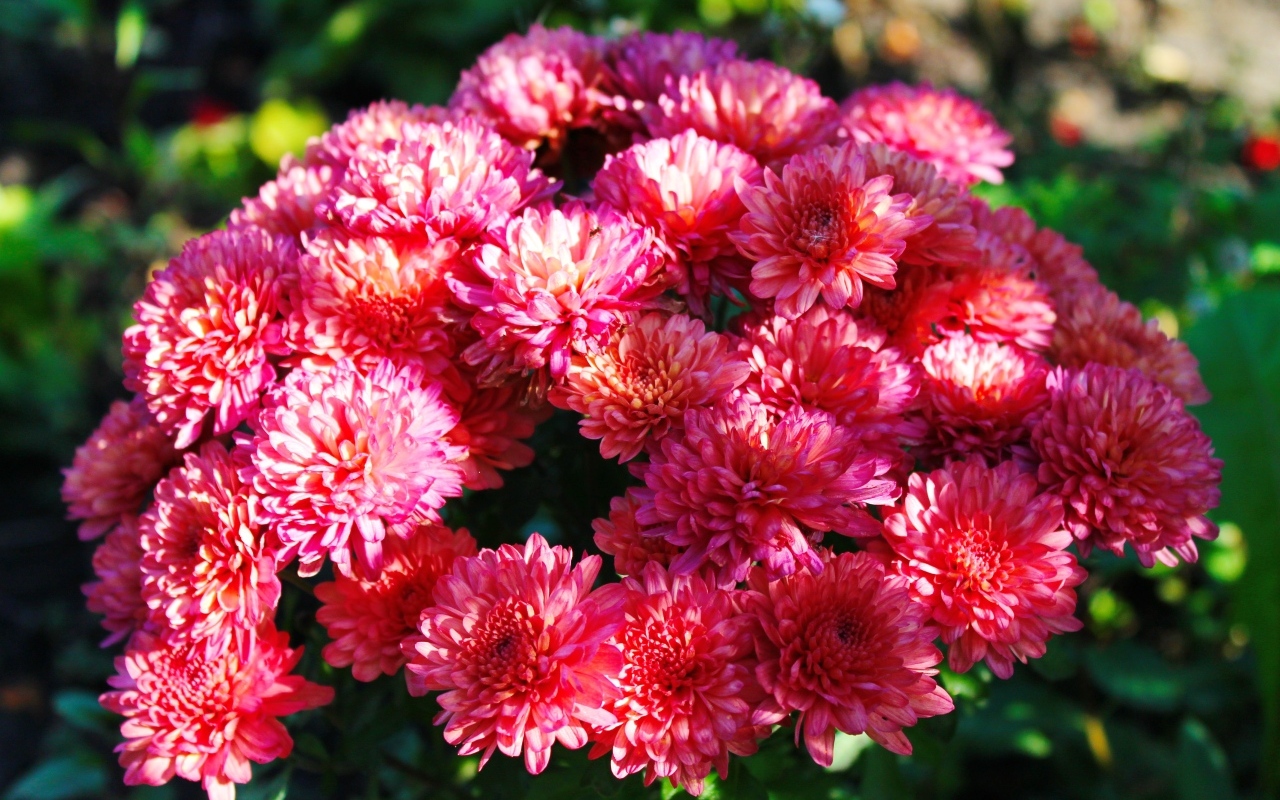 Красивые розовые кустовые хризантемы на клумбе