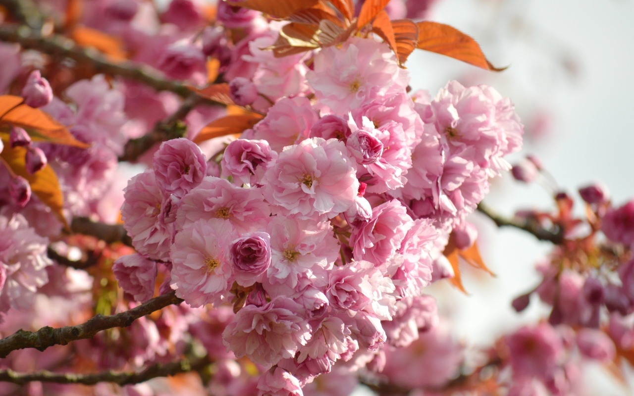 Красивые розовые весенние цветы луизеания