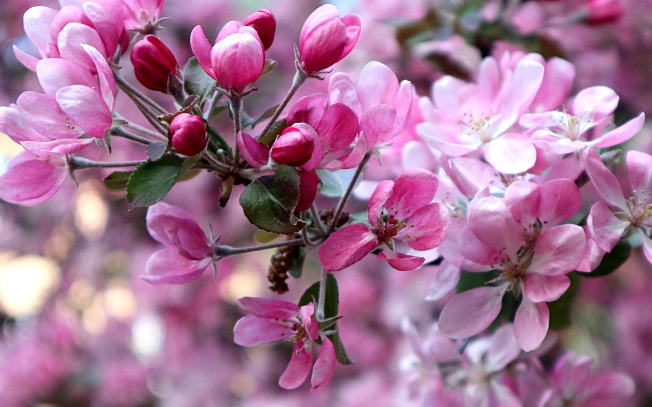 Красивые розовые  цветы дикой яблони 