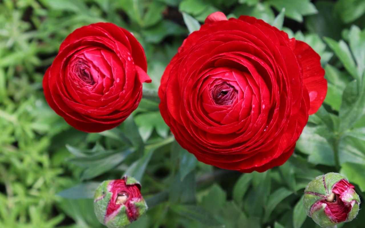 Красивые красные садовые лютики