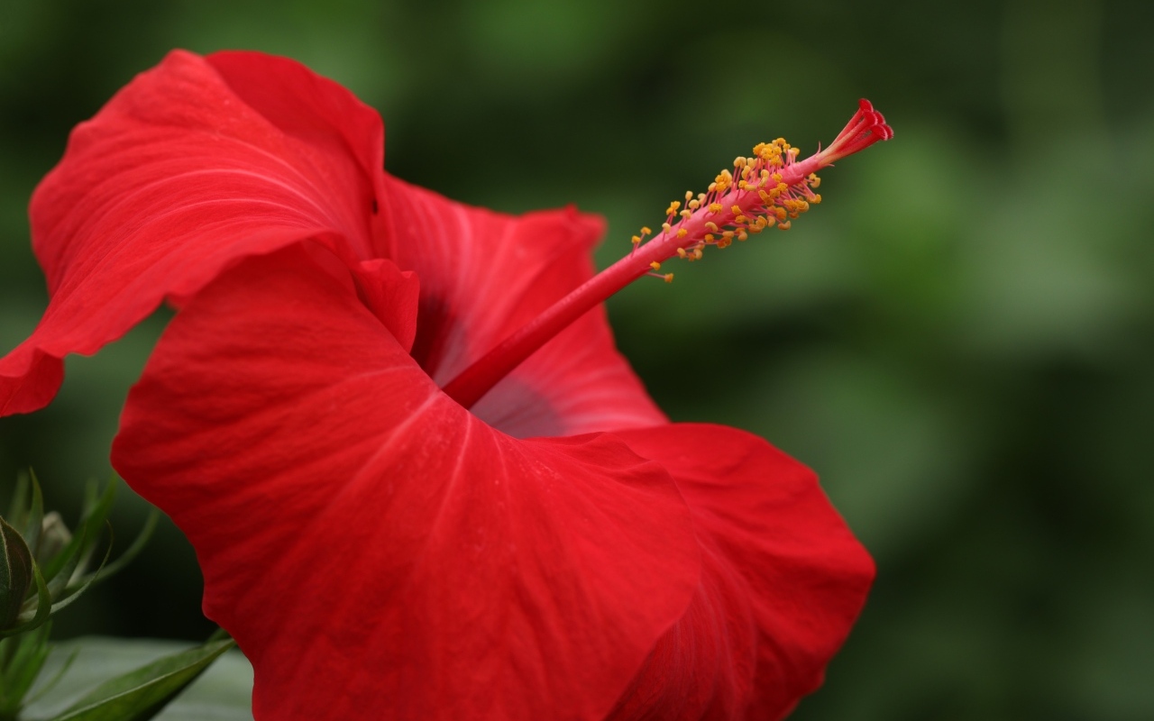 Красивый красный цветок гибискуса крупным планом