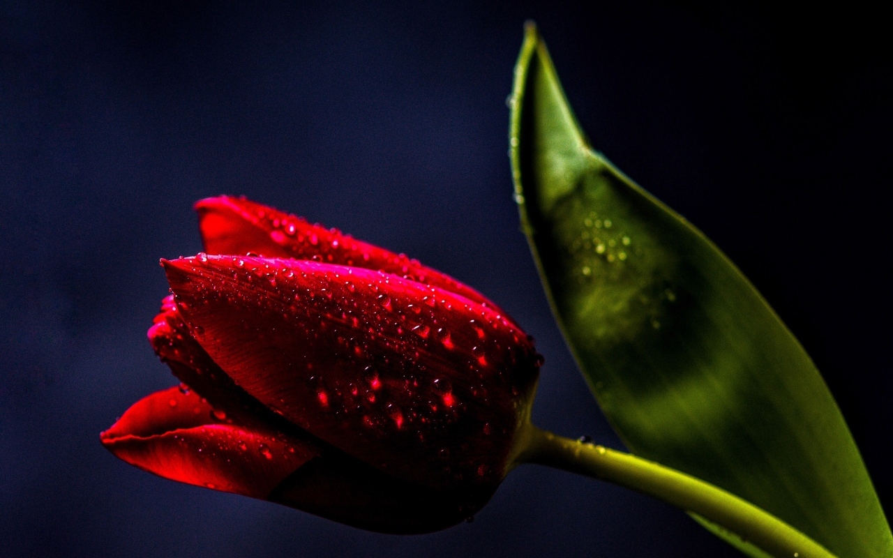 Красивый красный тюльпан с зеленым листом в каплях росы