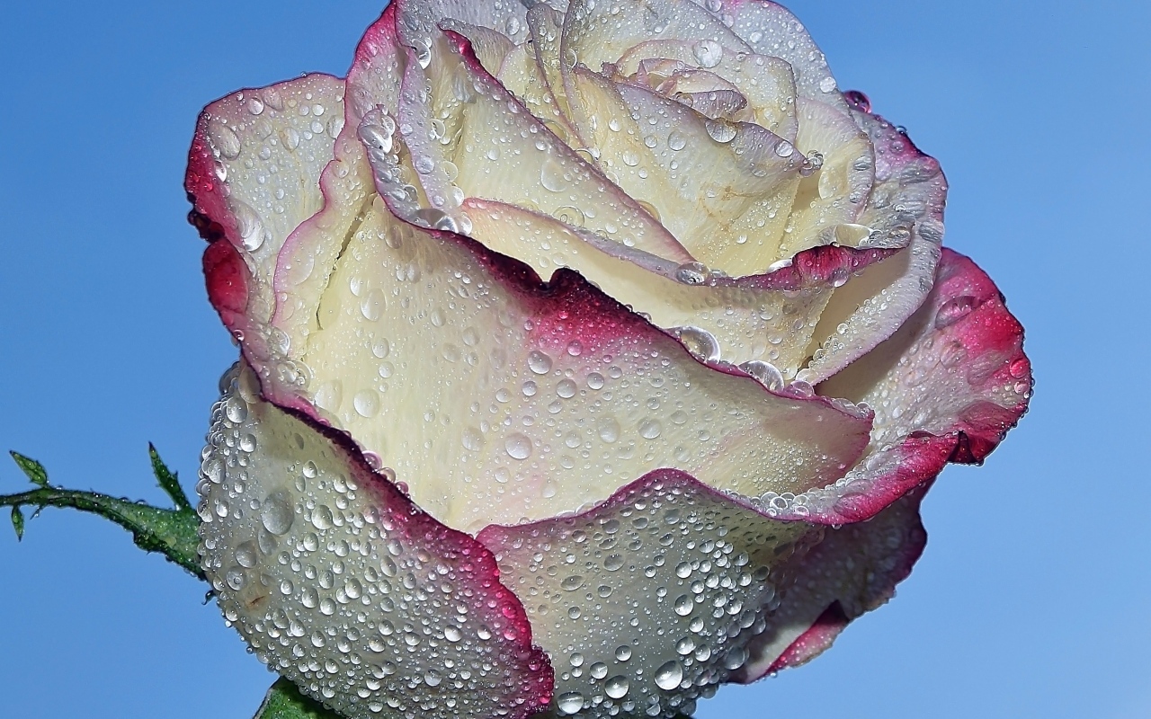 Красивая роза в каплях росы на голубом фоне