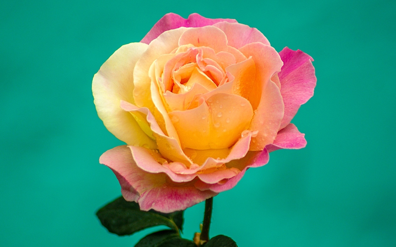 Красивая роза на голубом фоне