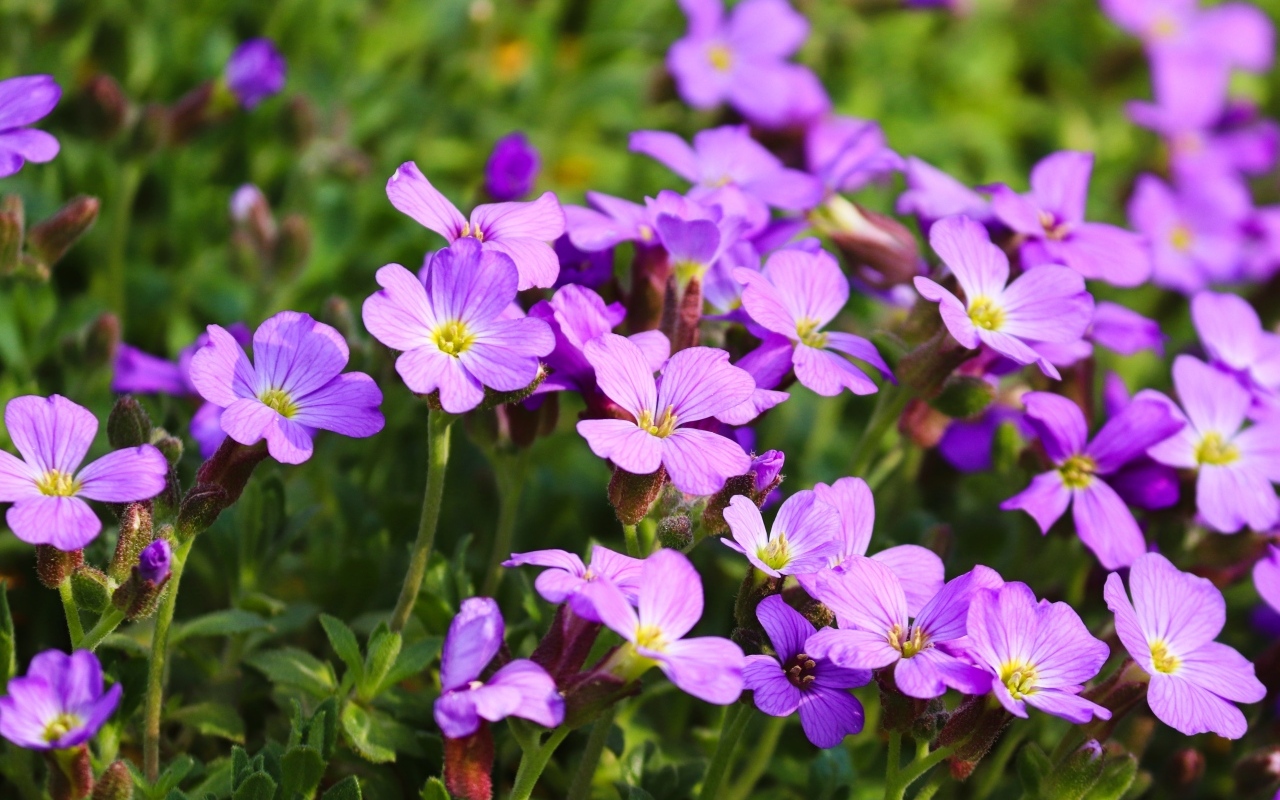 Красивые маленькие цветы гипсофила на клумбе