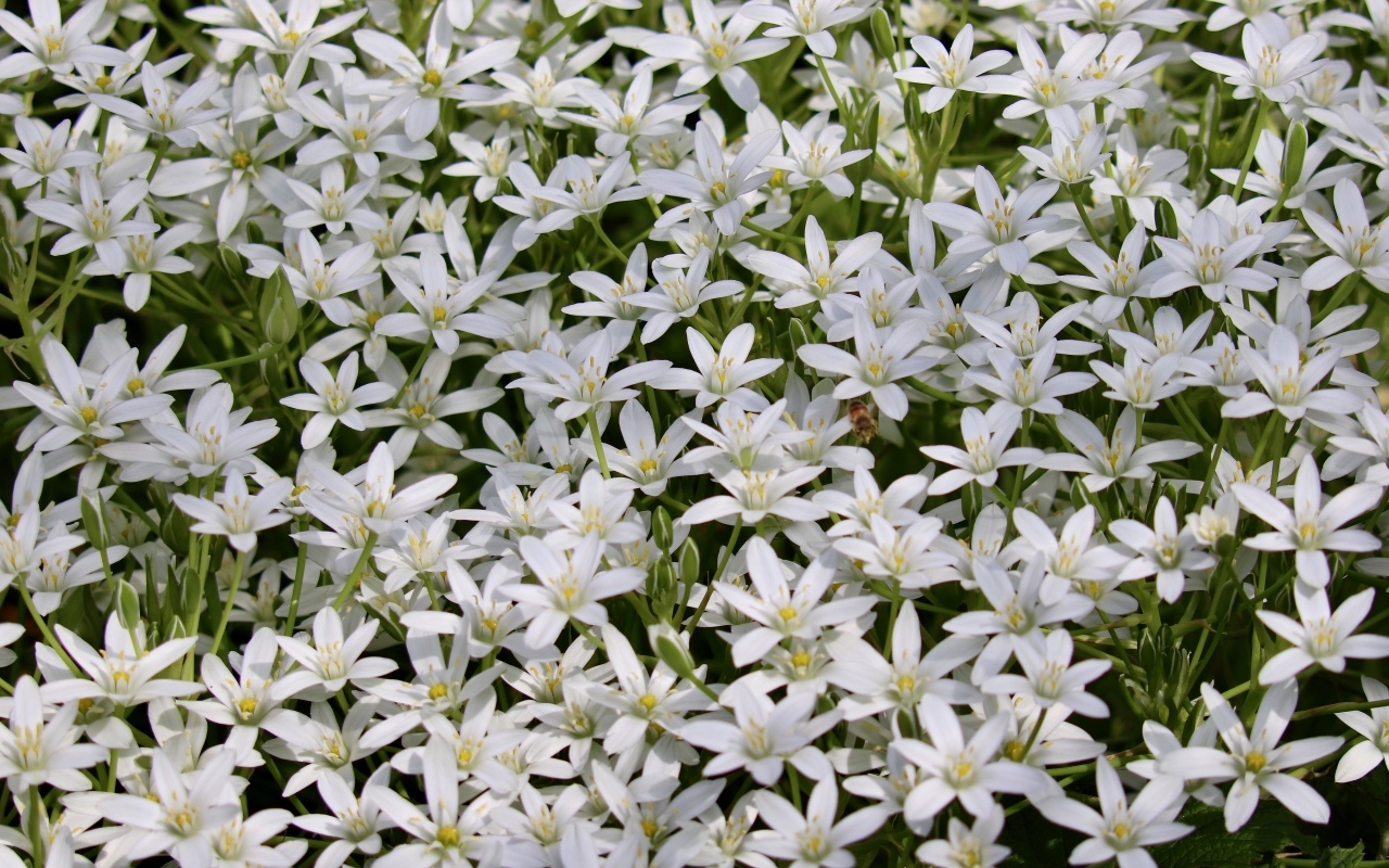 Красивые маленькие белые цветы молочница