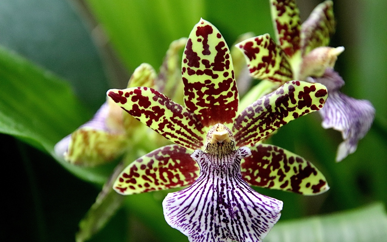 Красивая пятнистая экзотическая орхидея