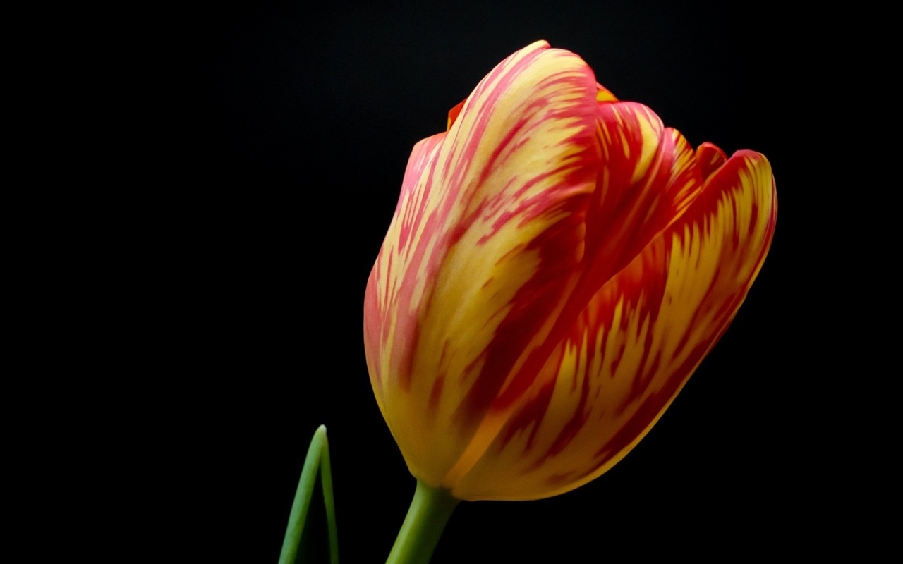 Красивый тюльпан на черном фоне