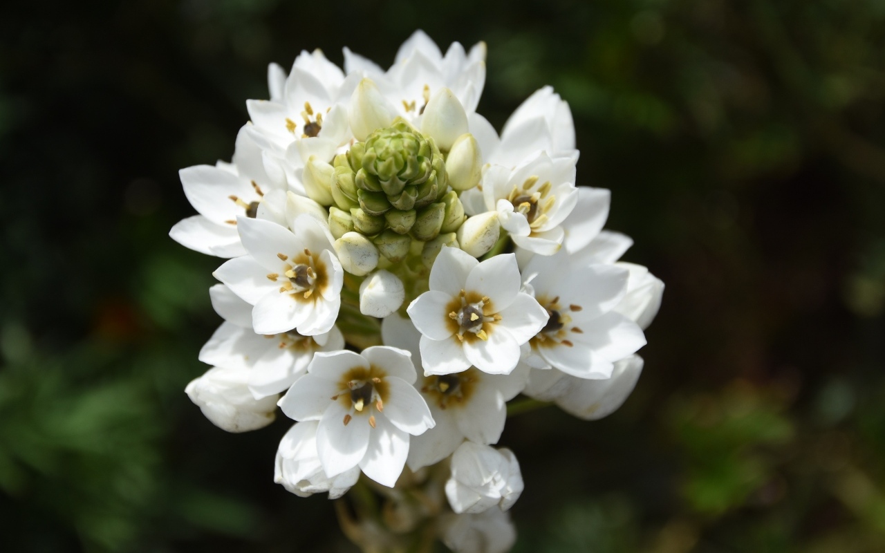 Красивый белый цветок распускается в саду