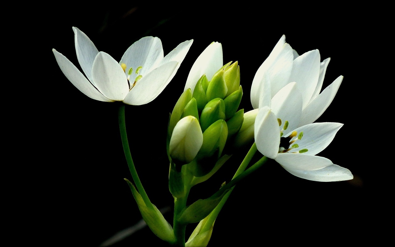 Красивый белый цветок лилии на черном фоне