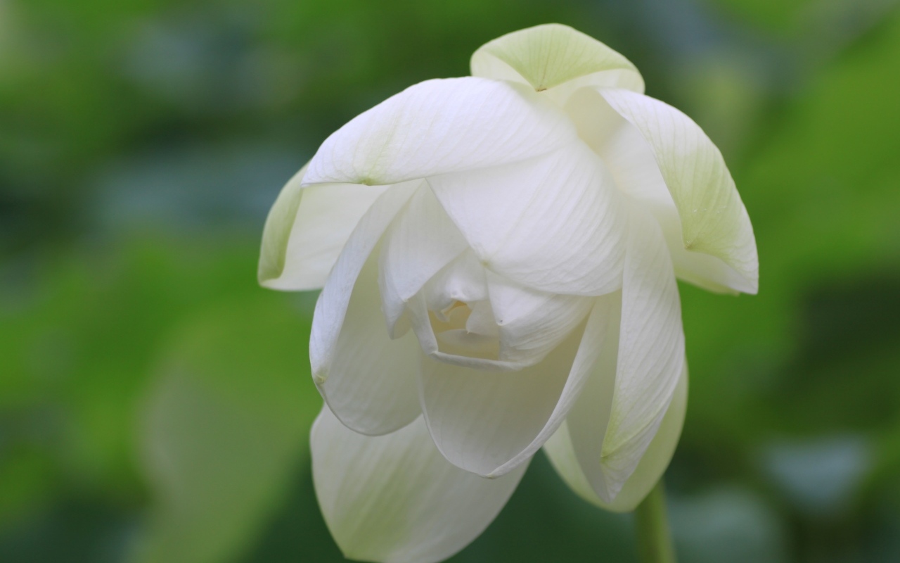 Красивый белый цветок лотоса вблизи