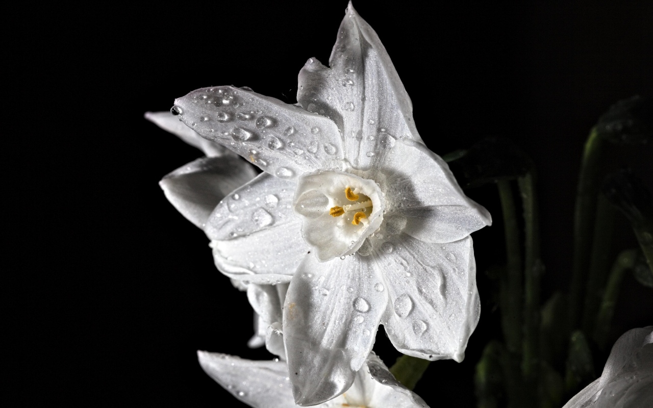 Красивый белый цветок нарцисса в каплях росы
